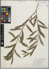 Foto von Salix purpurea L.